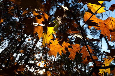 20221026-herfst-jurienminke