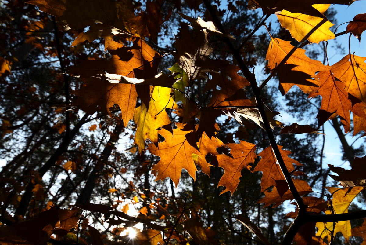 20221026-herfst-jurienminke