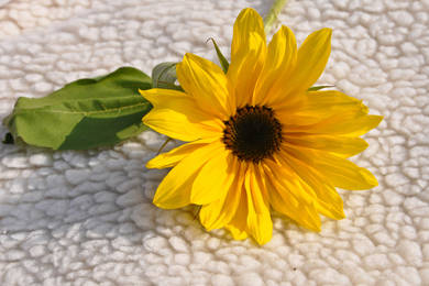 Sunfloweronwhool 1346322 1279x852